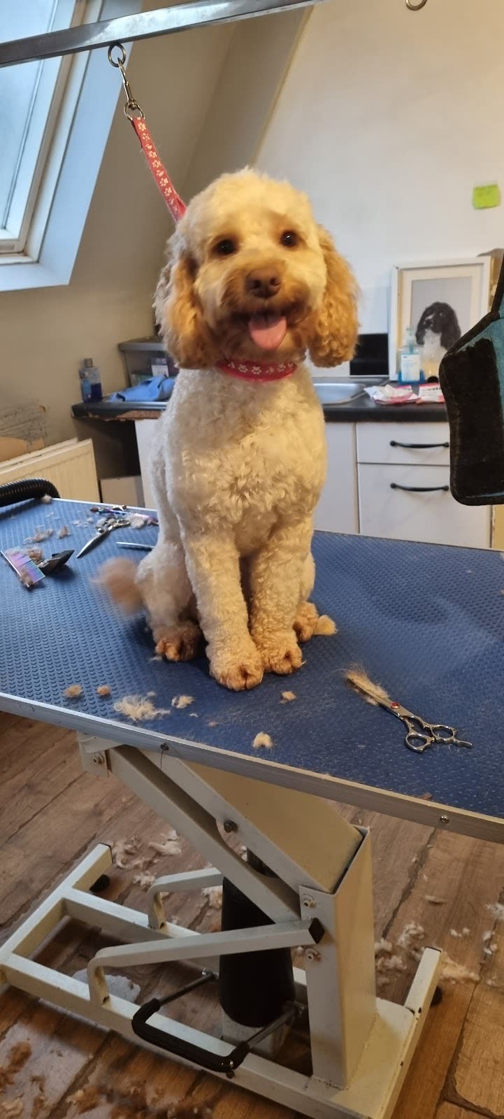 A cockapoo on the hydraulic grooming table in the salon with grooming tools beside it
