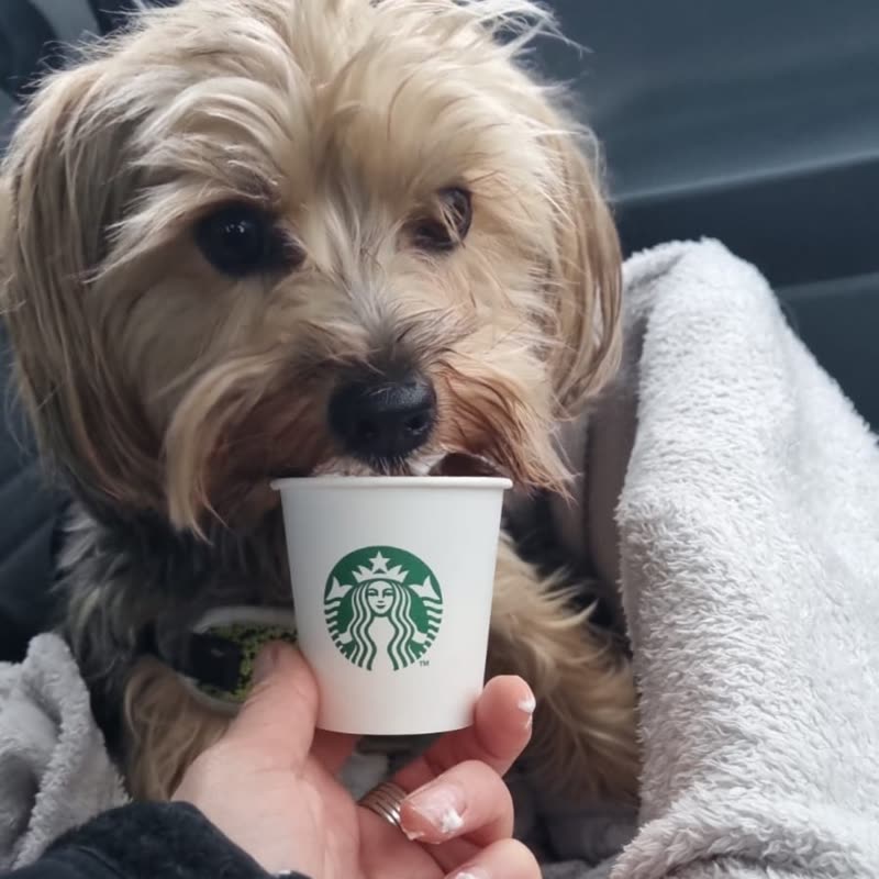A small terrier wrapped in a towel after its bath, sniffing a coffee cup