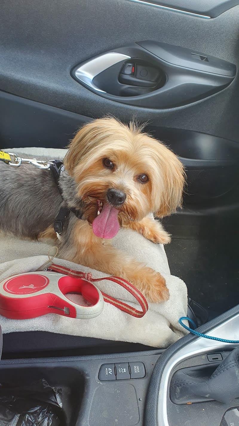 A Yorkshire terrier sitting on a bed in a car footwell with its lead beside it