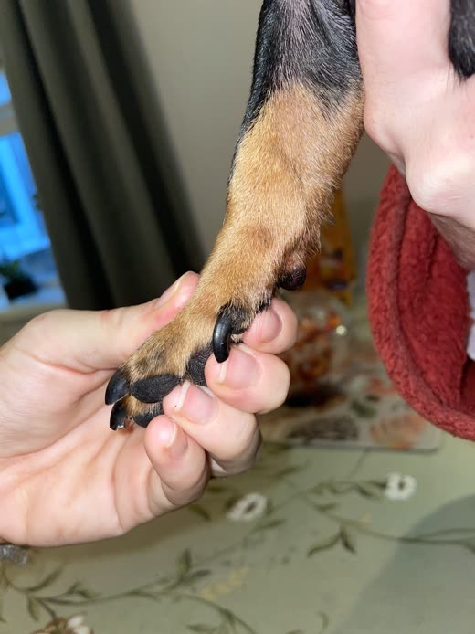 A hand holding a dog's paw, showing freshly trimmed dark nails