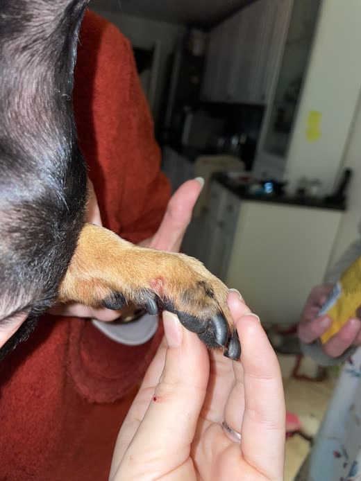 A hand steadying a dog's paw over a nail grinder