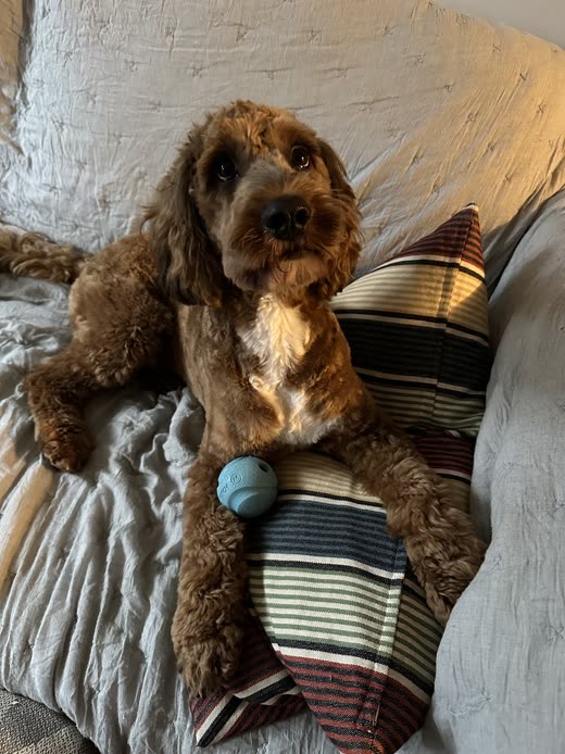 A brown cockapoo with a soft fluffy coat lying on a striped cushion