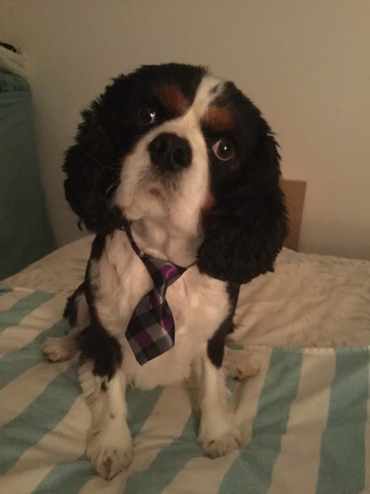 A tricolour Cavalier spaniel wearing a tartan tie